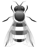 Drone Bee Drone Bee