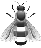 Worker Bee Worker Bee