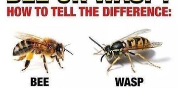 bee-vs-wasp