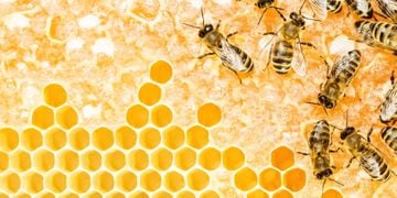 beekeeping-support