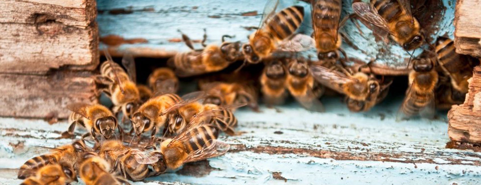 Crawling Bees