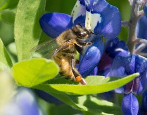 What Type of Bee is This?