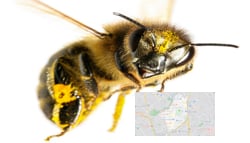 Bee Removal services in Dallas Bee Removal services in Dallas width=
