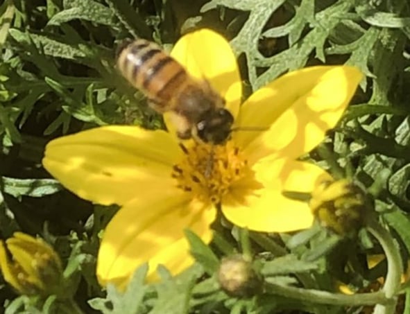 Bee Flower Beel Flower