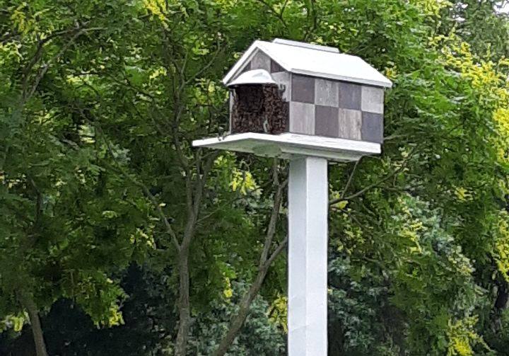 How to Stay Safe If You Have Bees How to Stay Safe If You Have Bees width=