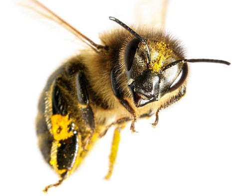 Bee Removal Dallas