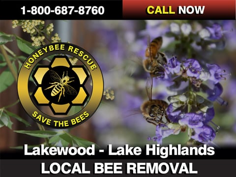 Bee Removal - Lake Highlands Bee Removal - Lake Highlands
