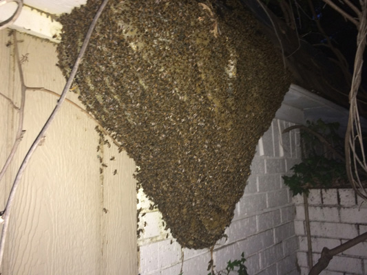 Inspecting a large bee hive in structure