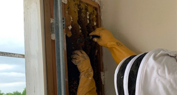 Bee Removal DFW Metroplex Bee Removal DFW Metroplex width=