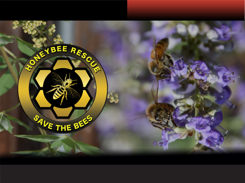 Bee Removal in Frisco | Frisco Live Bee Removal Services Bee Removal in Frisco | Frisco Live Bee Removal Services width=