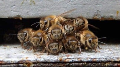 Bee Removal Services in Houston - Honey Bee Rescue