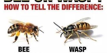 Comparison of honey bees versus wasps