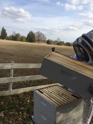 Full Langstroth bee hive setup