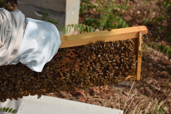 Honey bees on comb showing variety