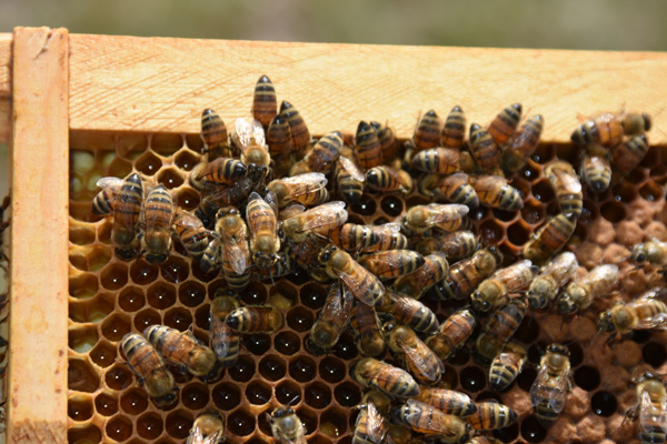 Bees working on honeycomb