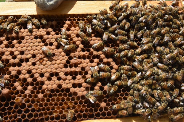 The Truth About Blended Honey