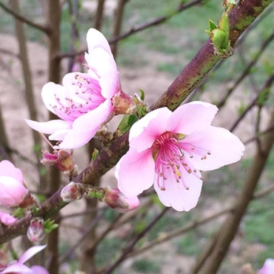 Carniolan honey bees foraging