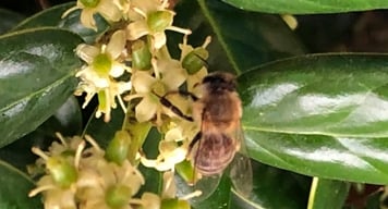 Structural Pest Control Services information Structural Pest Control Services information width=