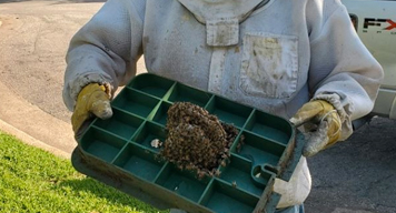 Bees in your home Bees in your home width=