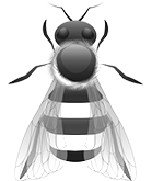 Drone bee illustration