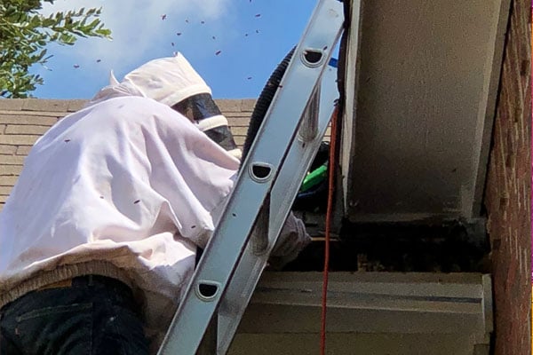 Bee Removal Inspection - Dallas