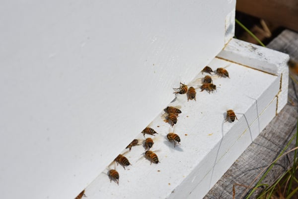 Bee Removal