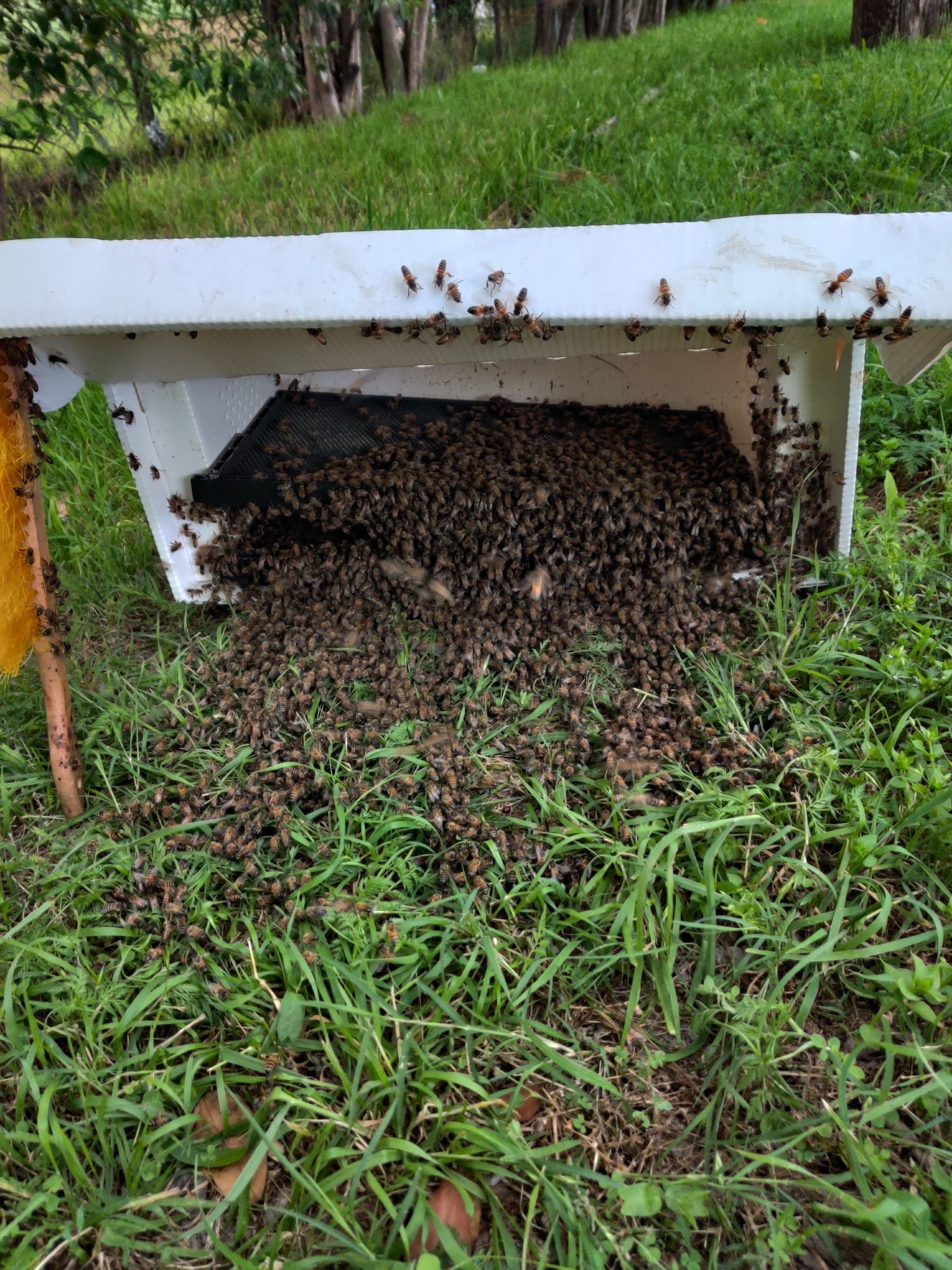 Ground Hive