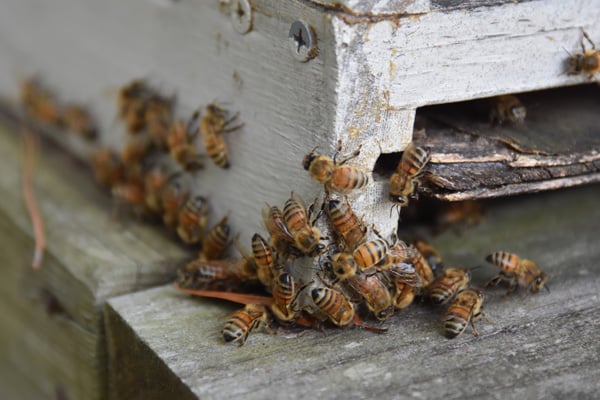Bee Removal