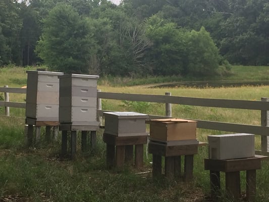 Bee hives set up for agricultural exemption on Texas property
