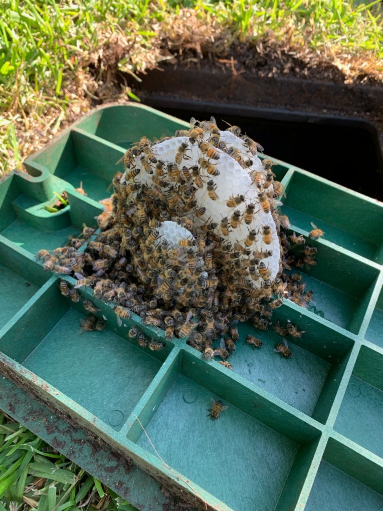 Races of HoneyBees Races of HoneyBees