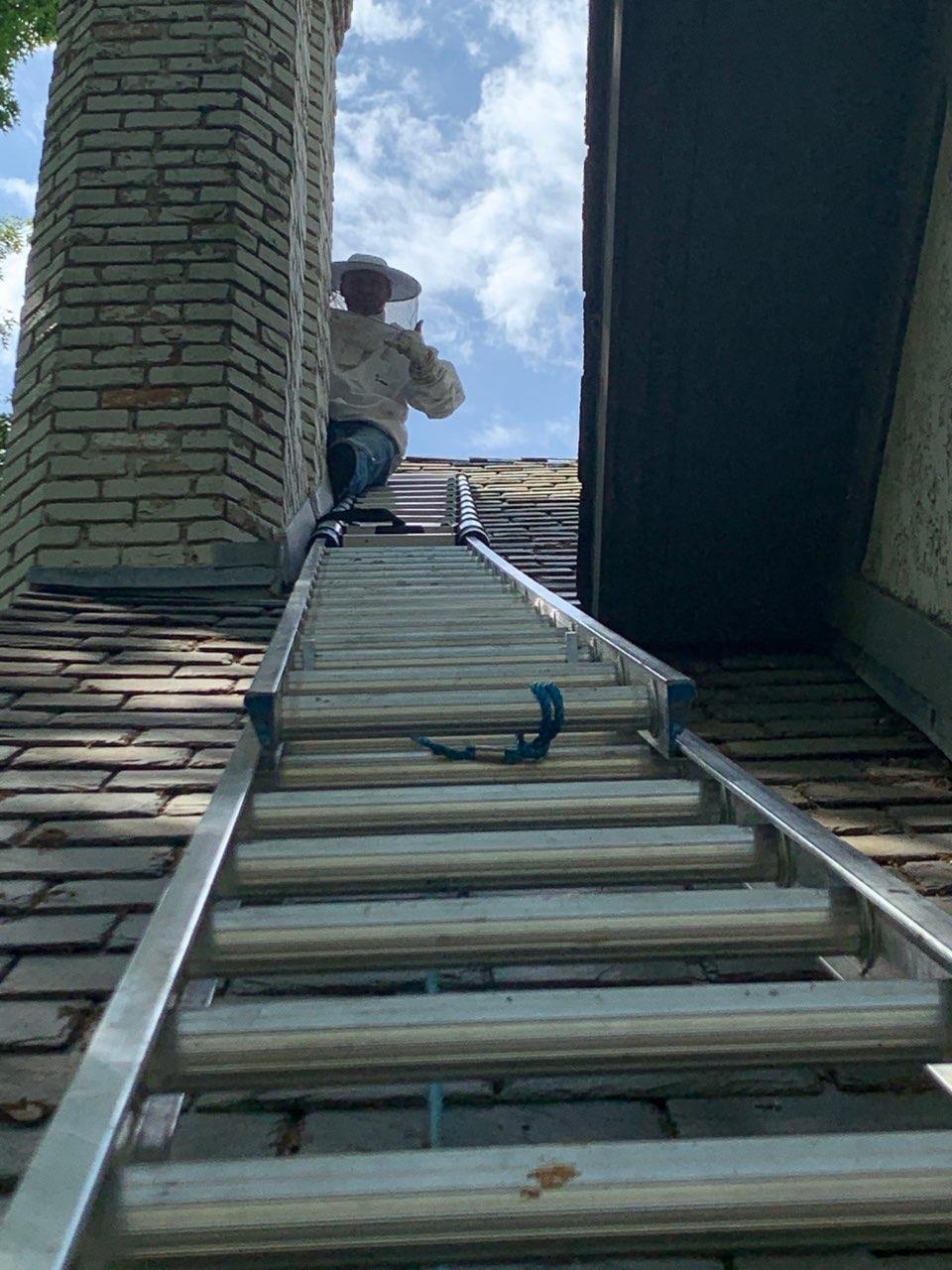 Preparing to access bee colony in roof