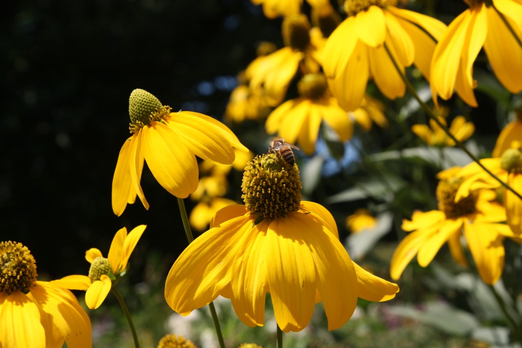 Sunflower visited by honey bees