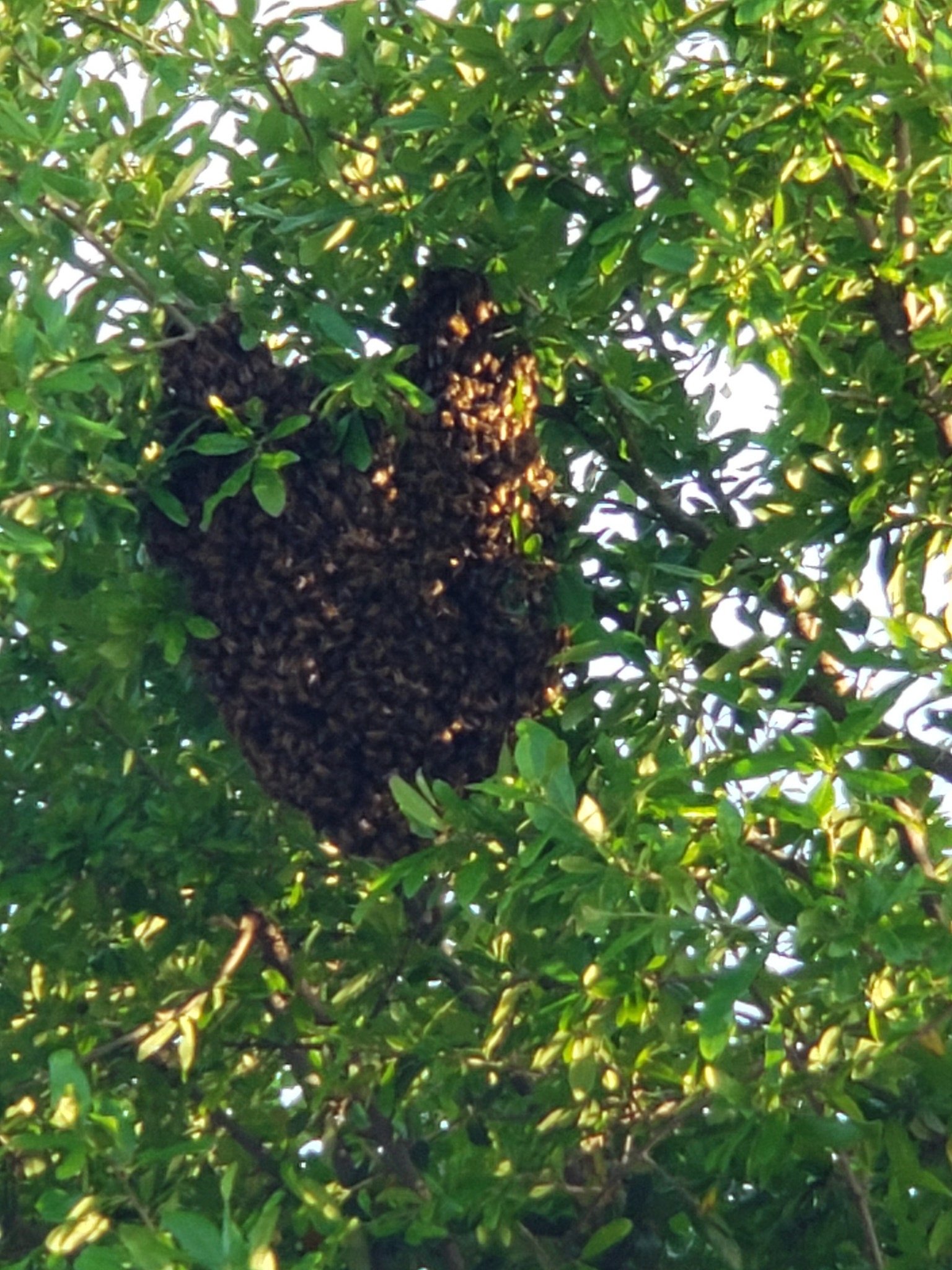 Tree Hive