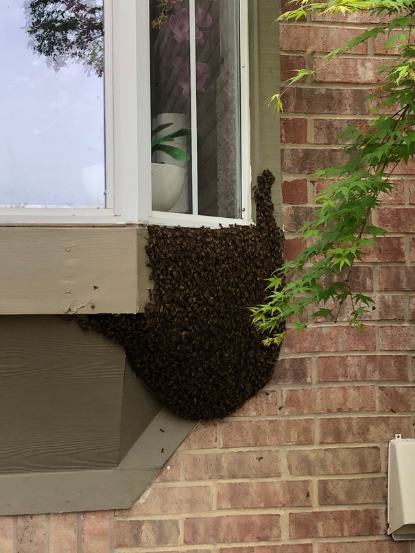 Window Hive