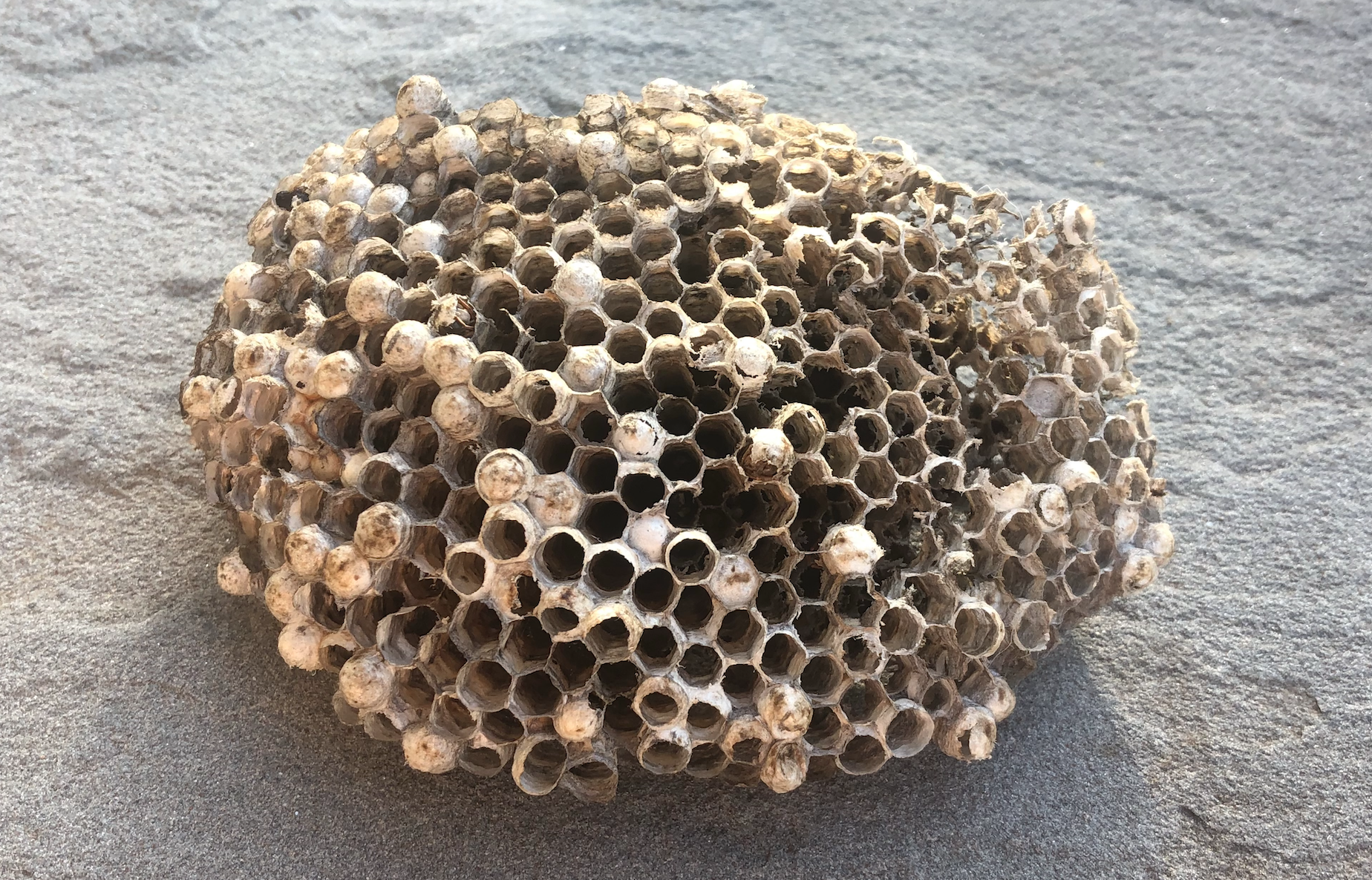 Yellow Jacket Removal